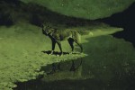 This Week’s Art: Remington’s Moonlight, Wolf